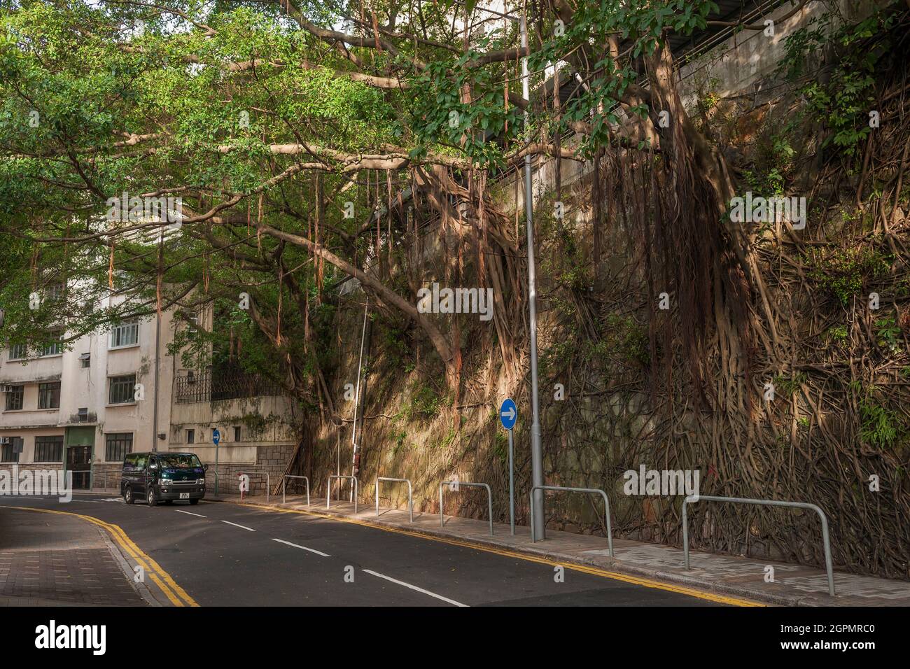 Steinmauern werden durch die sich ausbreitenden Wurzeln der banyan-Bäume stabilisiert, die aus Rissen im Mauerwerk in der Robinson Road, Mid-Levels, Hongkong, wachsen Stockfoto