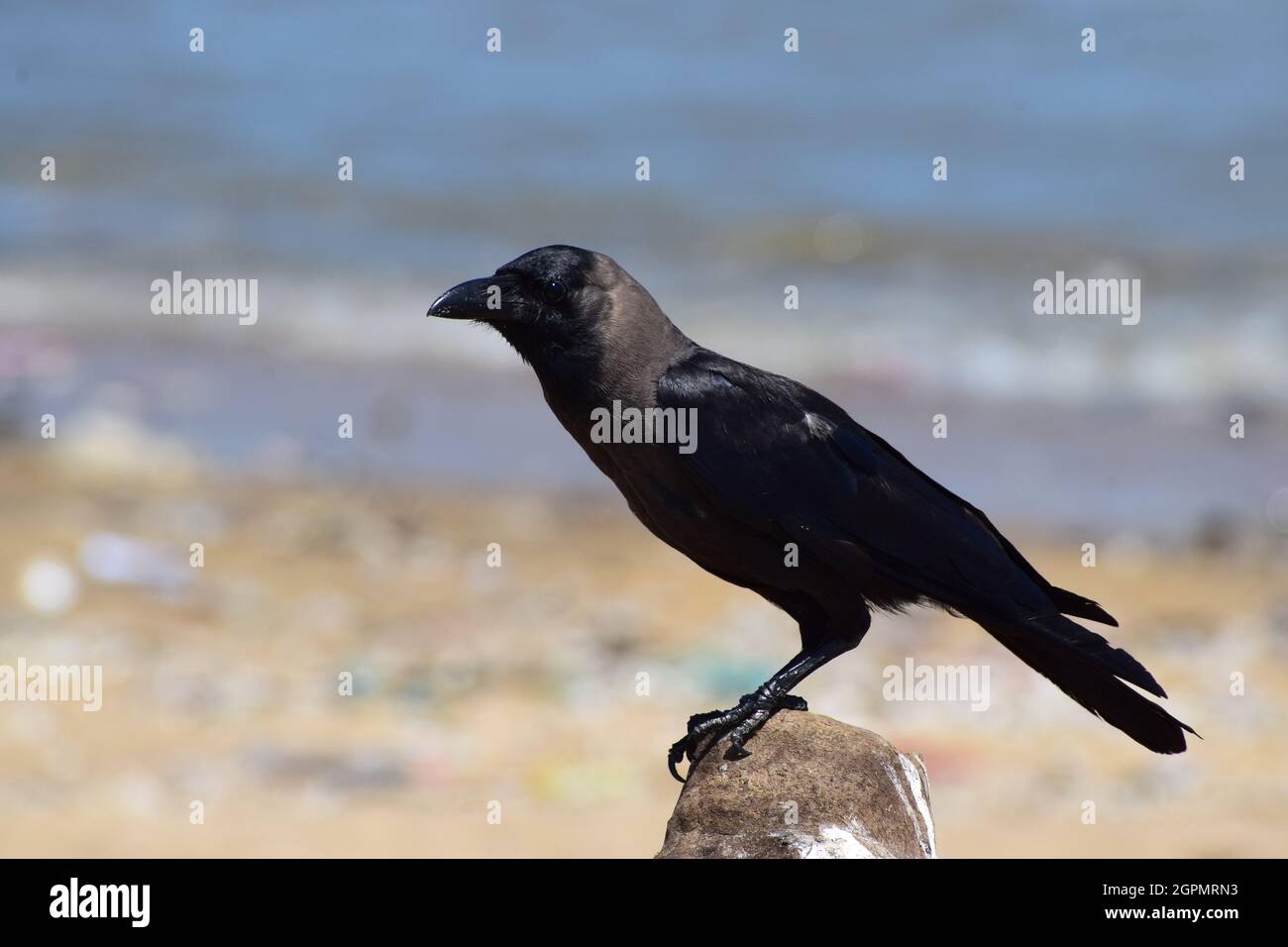 Schwarze Krähe in unscharfem Hintergrund Stockfoto