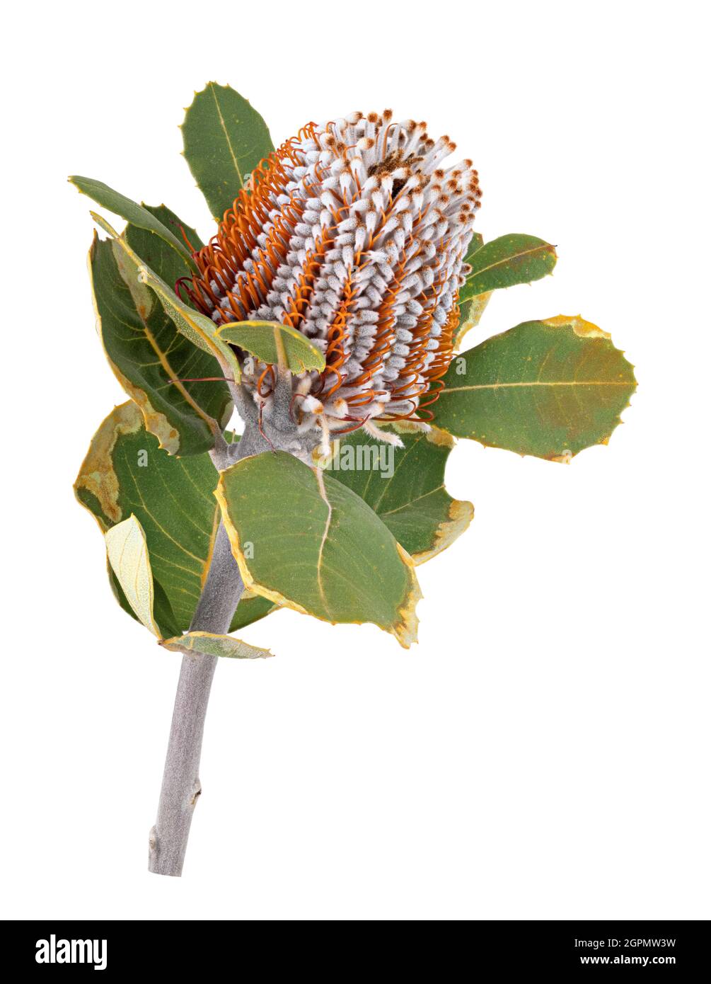 Banksia. Protea Blume isoliert auf weißem Hintergrund. Beschneidungspfad Stockfoto