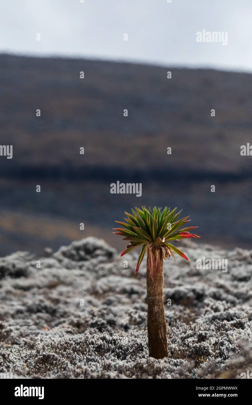 Bale Mountains – wunderschöne, einzigartige Berglandschaft aus dem äthiopischen Great Rift Valley, Äthiopien. Stockfoto