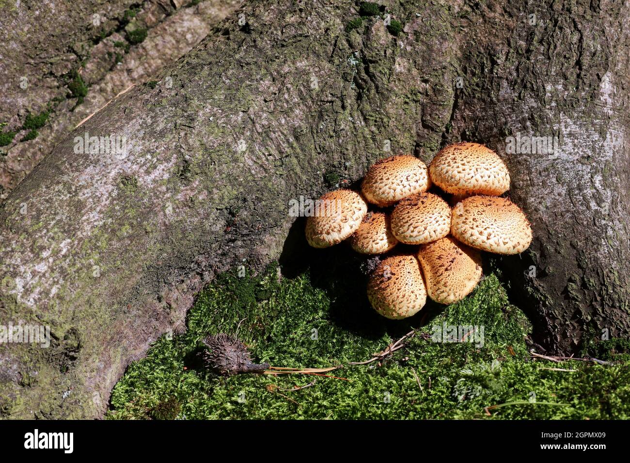 Pholiota squarrosa, allgemein bekannt als die zottelige Schalenkappe, ist nicht sehr gut Pilz, kann mit Honigpilz verwechselt werden Stockfoto