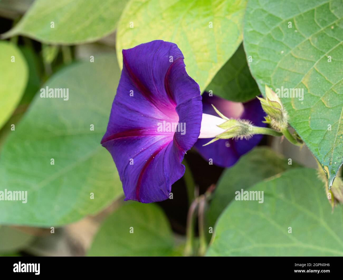 Eine Nahaufnahme einer einzigen Blume des tiefblauen Morgenglorms Convolvulus Opa Ott Stockfoto