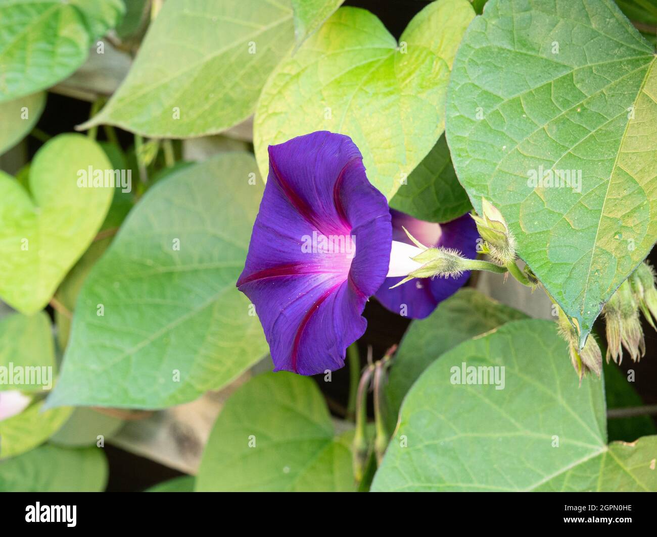 Eine Nahaufnahme einer einzigen Blume des tiefblauen Morgenglorms Convolvulus Opa Ott Stockfoto