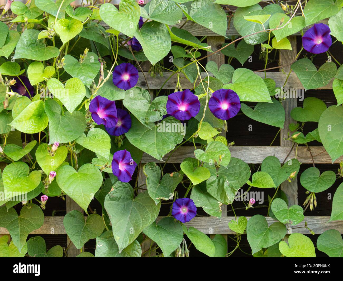 Der tiefblaue Morgenruhm Convolvulus Opa Ott wächst auf einem Spalier Stockfoto