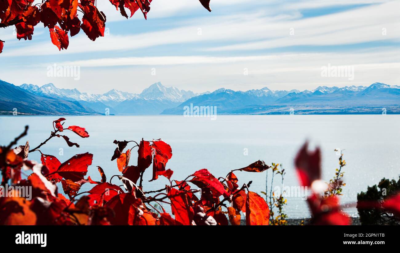 Wunderschöner Lake Pukaki mit Mt Cook im Hintergrund, eingerahmt von herbstlich roten Blättern, Mackenzie Basin, South Island. Stockfoto