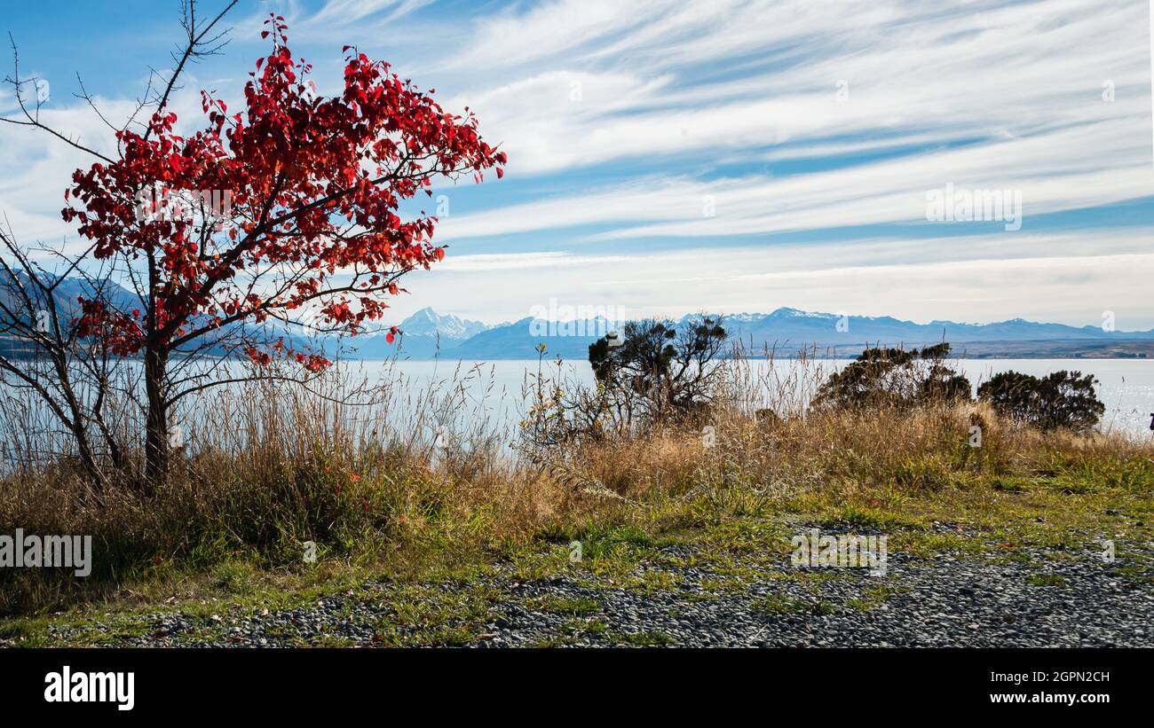 Herbstbaum am Ufer des Lake Pukaki mit Mt Cook in der Ferne, Mackenzie Country, South Island. Stockfoto