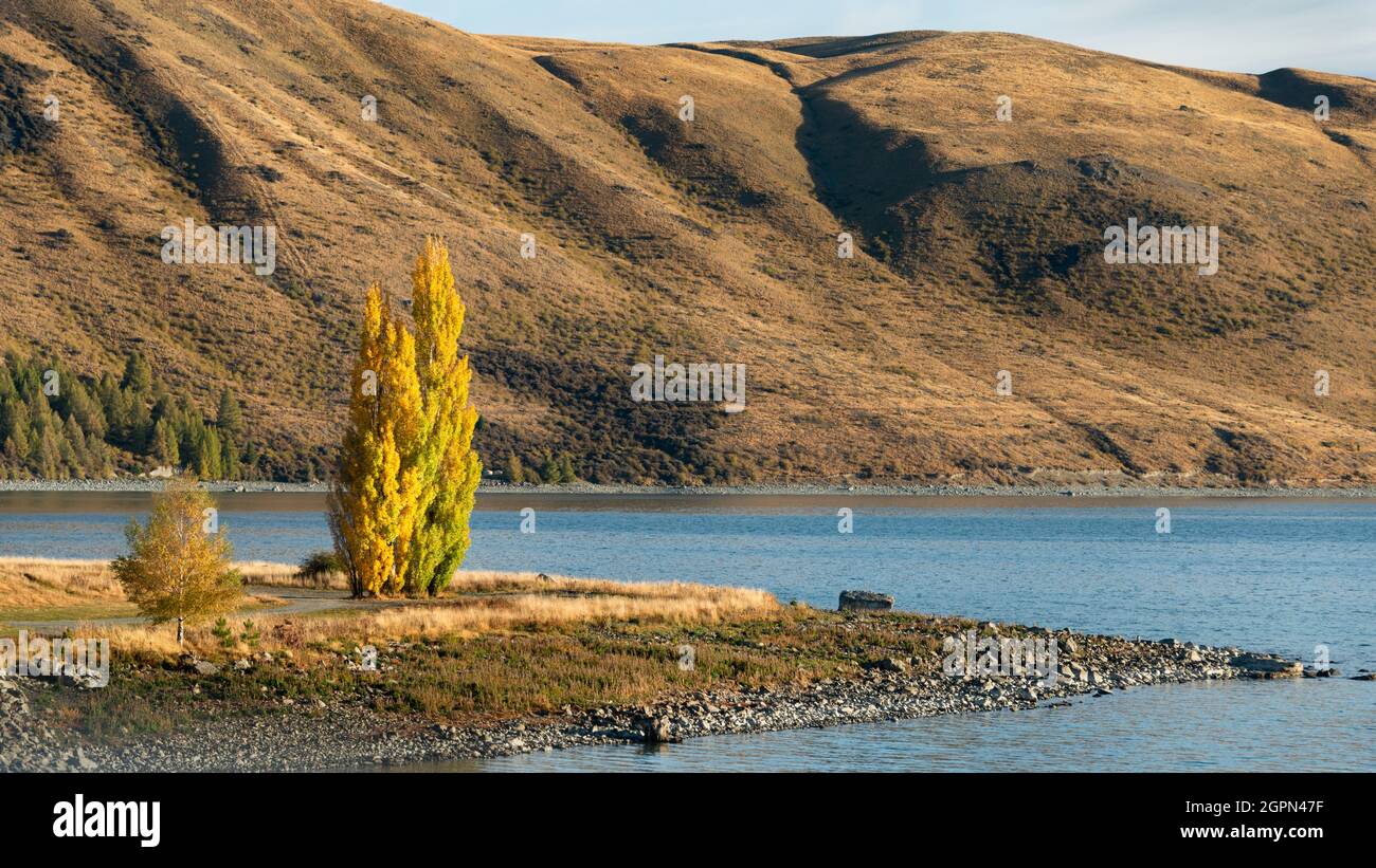 Herbstbäume am Ufer des Lake Tekapo mit sanften Hügeln im Hintergrund, South Island. Stockfoto