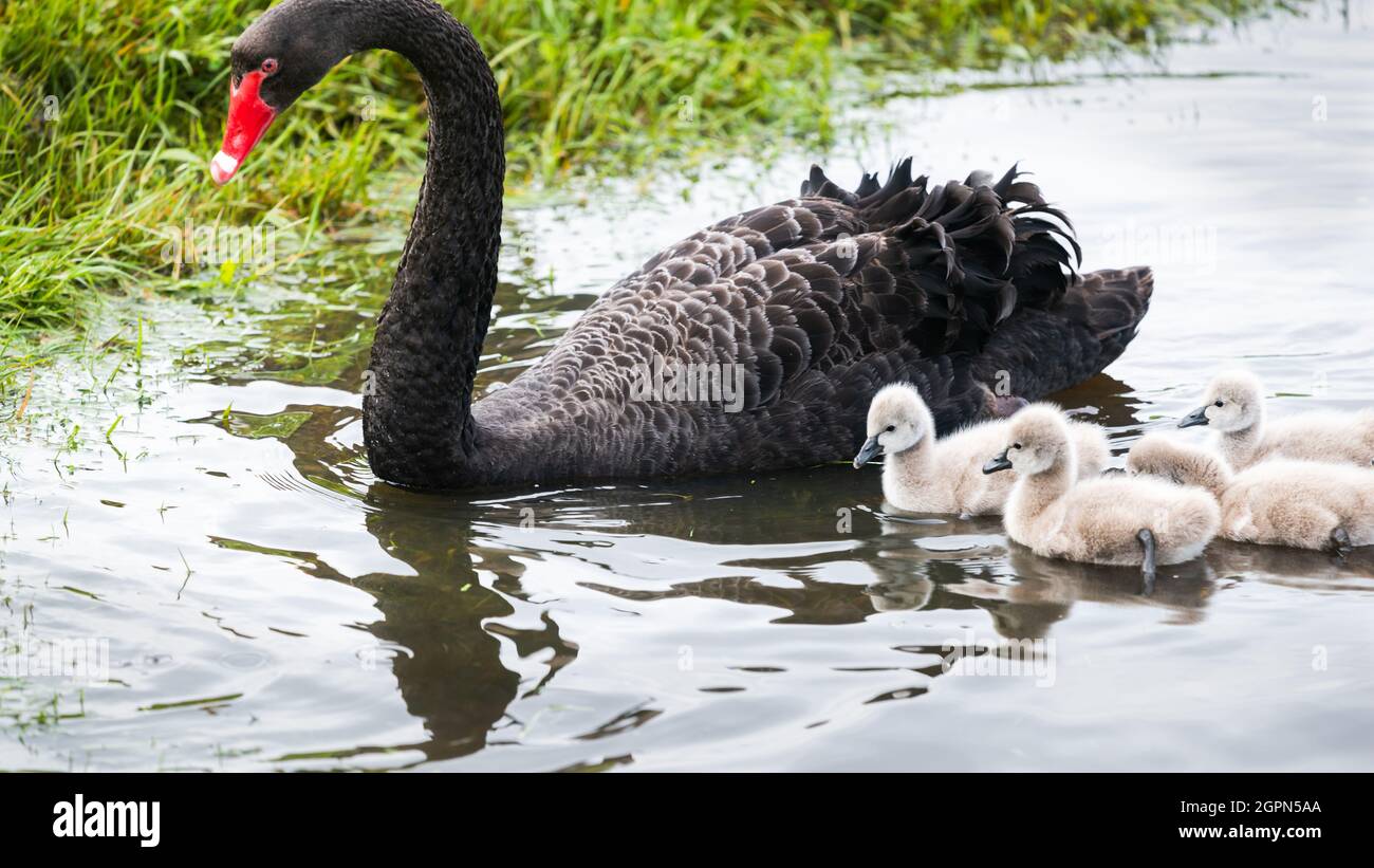 Schwarze Schwanencygnets schwimmen im Wasser mit Mutter Schwan Stockfoto