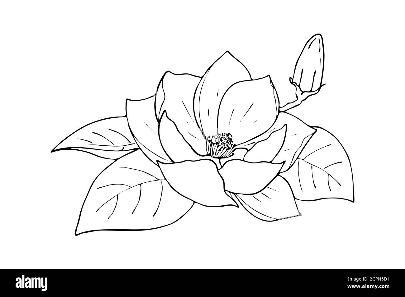 Lily Lotus Magnolie Blume mit Knospe, kritzelnde Hand Kontur Zeichnung, isoliert, auf weißem Hintergrund. Vektorgrafik Stock Vektor