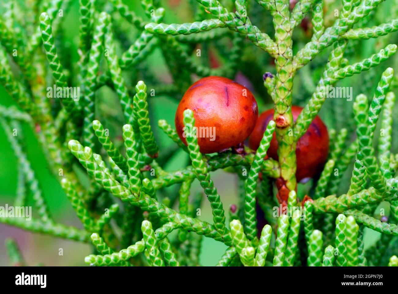 Früchte und Blätter des phönizischen Wacholders (Juniperus phoenicea) Stockfoto