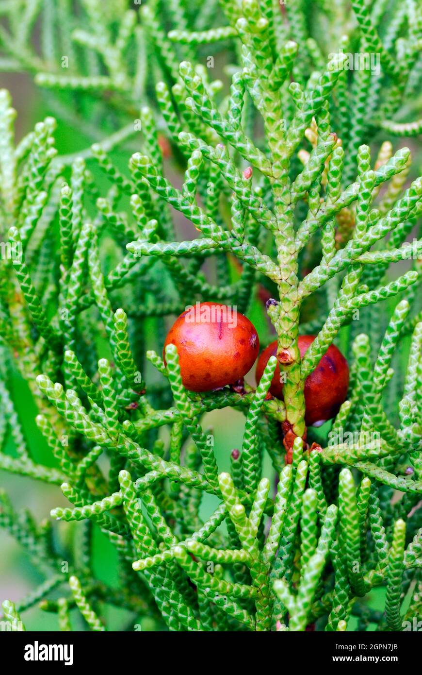 Früchte und Blätter des phönizischen Wacholders (Juniperus phoenicea) Stockfoto