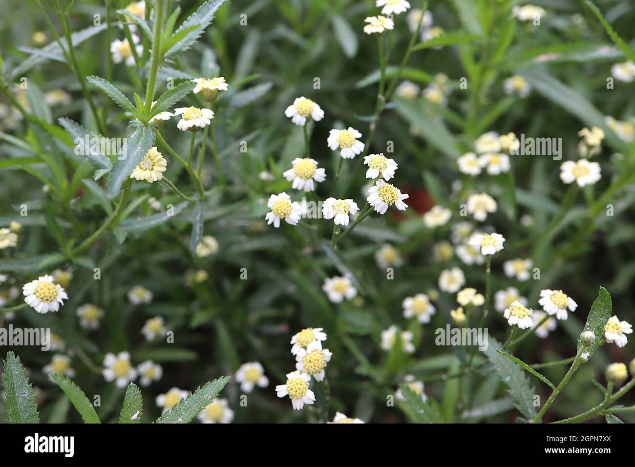 Achillea ageratum Englische Mace – lockere Sprays mit winzigen weißen Blüten, dunkelgrünen Blättern mit gezackten Rändern, September, England, Großbritannien Stockfoto