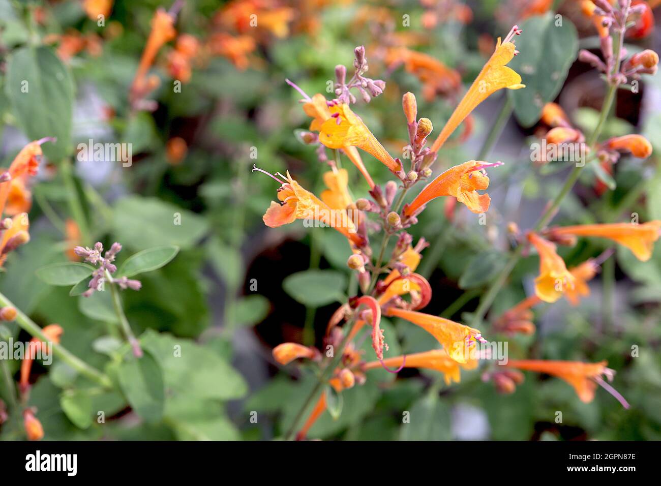 Agastache aurantica ‘Apricot Sprite’ riesiger Ysop Apricot Sprite - dichte Cluster oranger zweilippiger Blüten in aufrechten Trauben, September, England Stockfoto