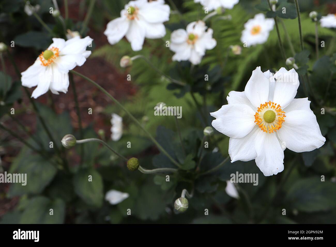 Anemone x hybrida ‘Honorine Jobert’ Japanische Anemone Honorine Jobert – gekräuselte untertasse-förmige weiße Blüten mit grüner Mitte und gelben Staubgefäßen, Großbritannien Stockfoto