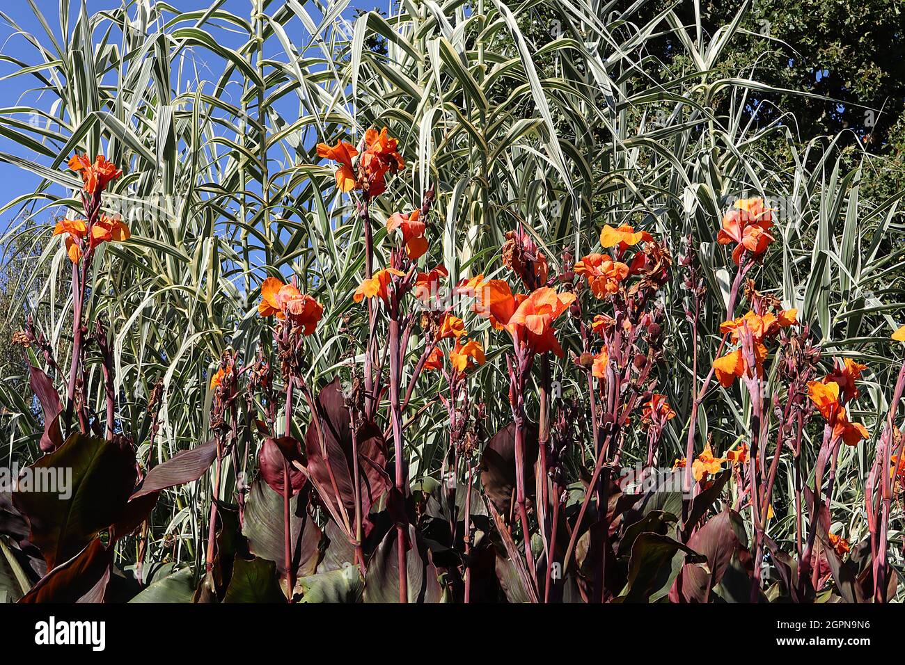 Arundo donax ‘Variegata’ buntes Riesenschilf, Canna Lily ‘Australia’ orange Blüten und breite eifige lila rote Blätter, September, England, Großbritannien Stockfoto