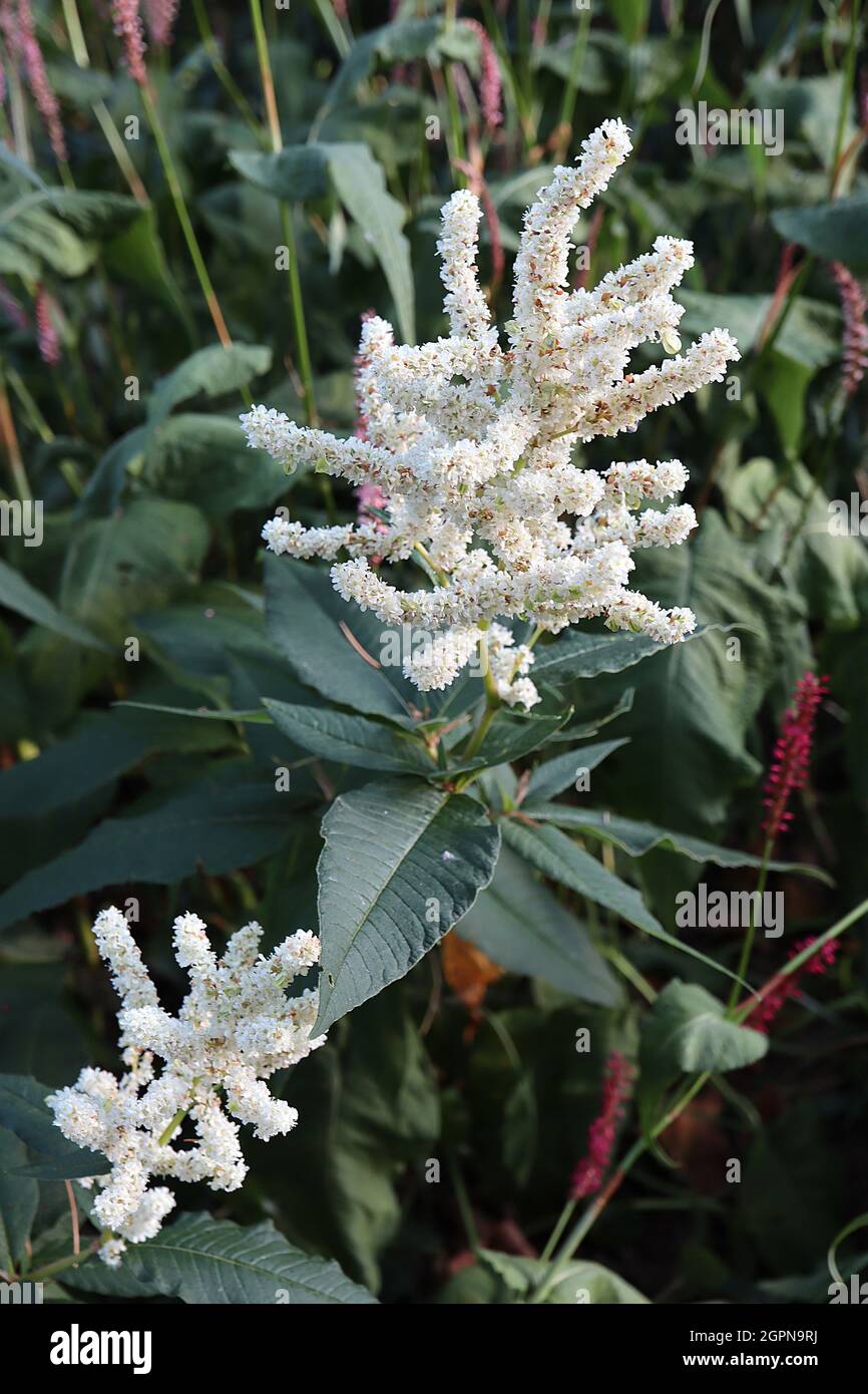 Astylbe x arendsii ‘Brautscheleier’ falscher Ziegenbart Bridal Veil - aufrecht verzweigte Rispen mit winzigen weißen Blüten, September, England, Großbritannien Stockfoto