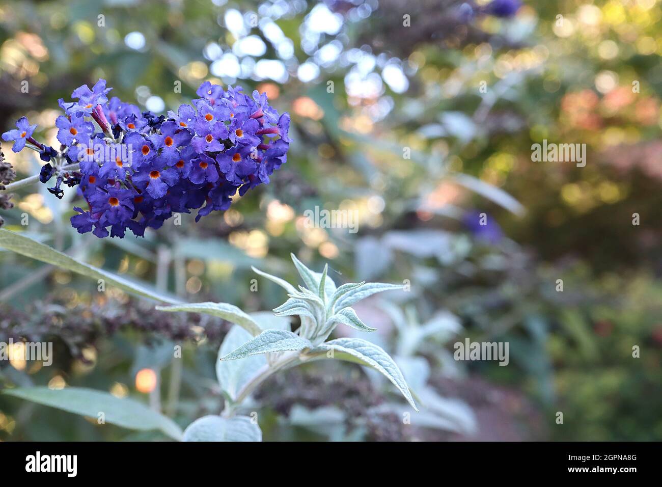 Buddleja davidii ‘Nanho Blue’ Schmetterlingsbusch Nanho Blue - langer kegelförmiger Haufen winziger violett-blauer Blüten mit orangefarbenem Zentrum, graugrünen Blättern, UK Stockfoto