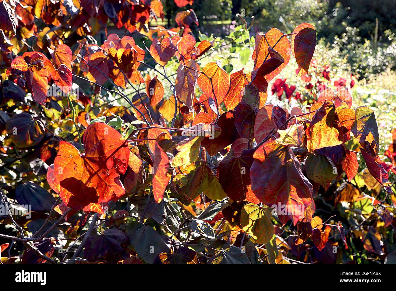 Cercis canadensis ‘Forest Pansy’ Eastern Redbud Forest Pansy – reichhaltige, glänzende und mattviolett-rote Blätter, September, England, Großbritannien Stockfoto