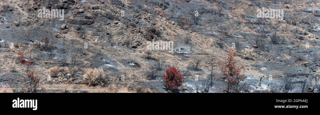 Versengte Bäume über von Asche bedecktem Land. Verbranntes Waldlandschaftspanorama nach einem Waldbrand im ländlichen Raum Zyperns Stockfoto
