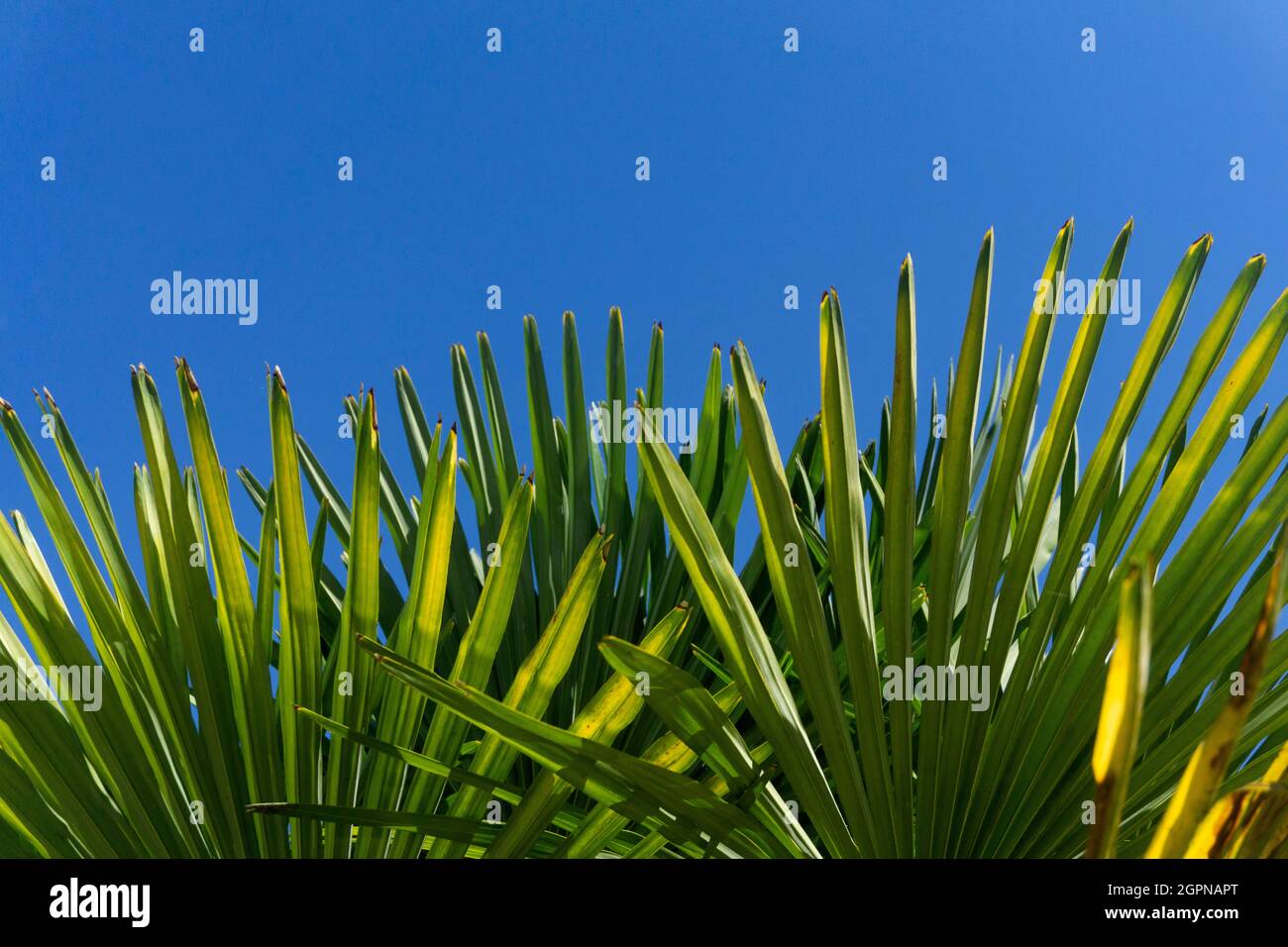 Üppig grüne Palmenblätter unter einem strahlend blauen Sommerhimmel Stockfoto