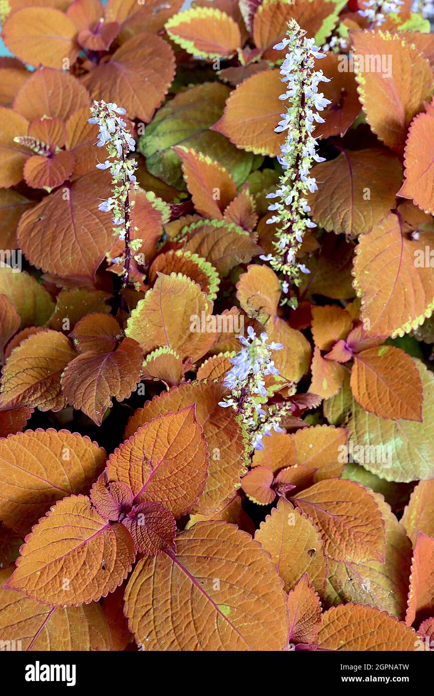 Coleus scutellarioides ‘campfire’ flame Brennnessel campfire – aufrechte Trauben aus winzigen blauen Blüten und eiskroten, braunen Blättern mit roten Rändern, Großbritannien Stockfoto