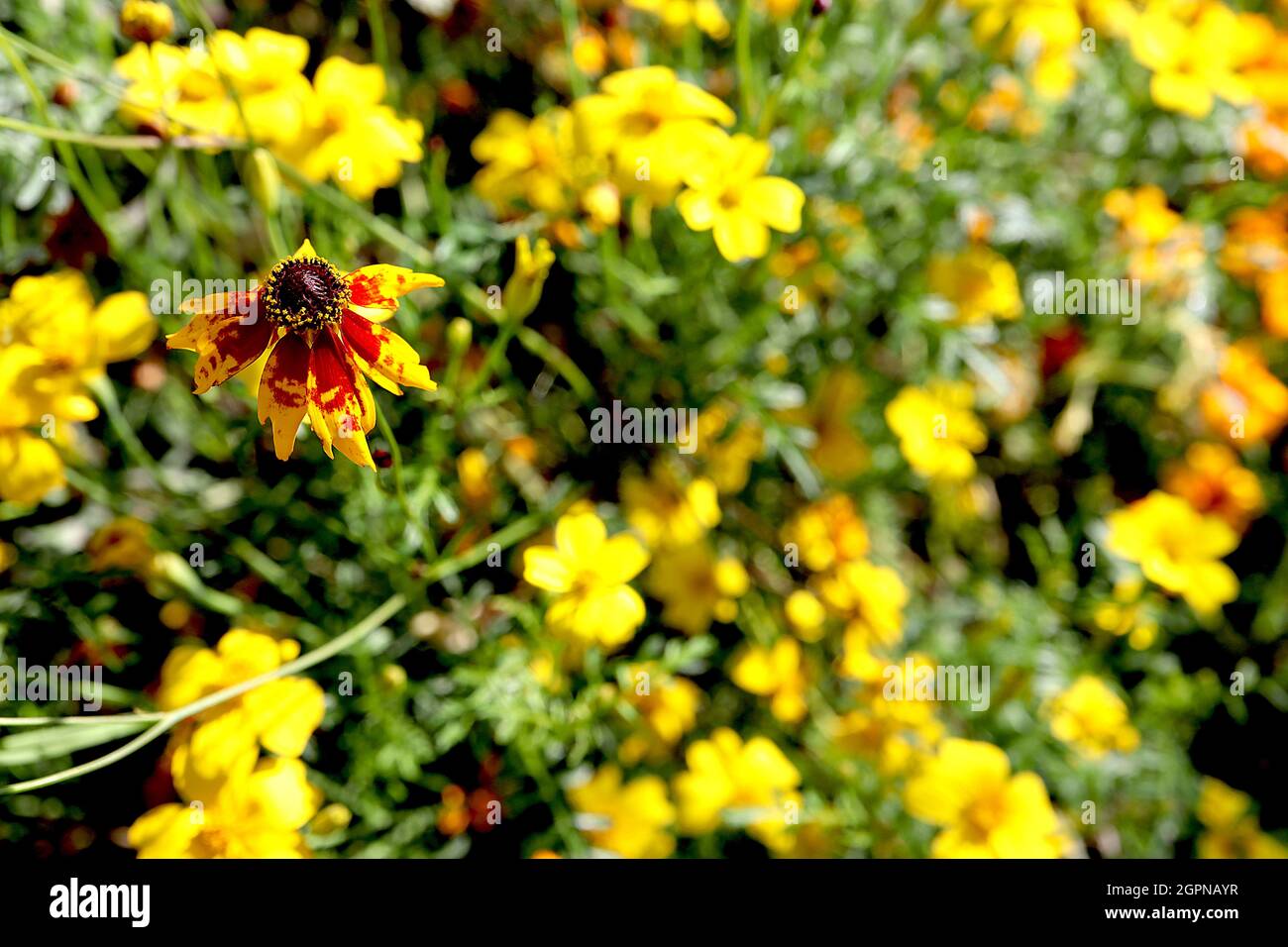 Coreopsis tinctoria ‘Radiata tigrina’ tickseed Radiata tigrina - dunkelrote Blüten mit melierten gelben Spitzen und eingekerbten Blütenblättern, September, England, UK Stockfoto