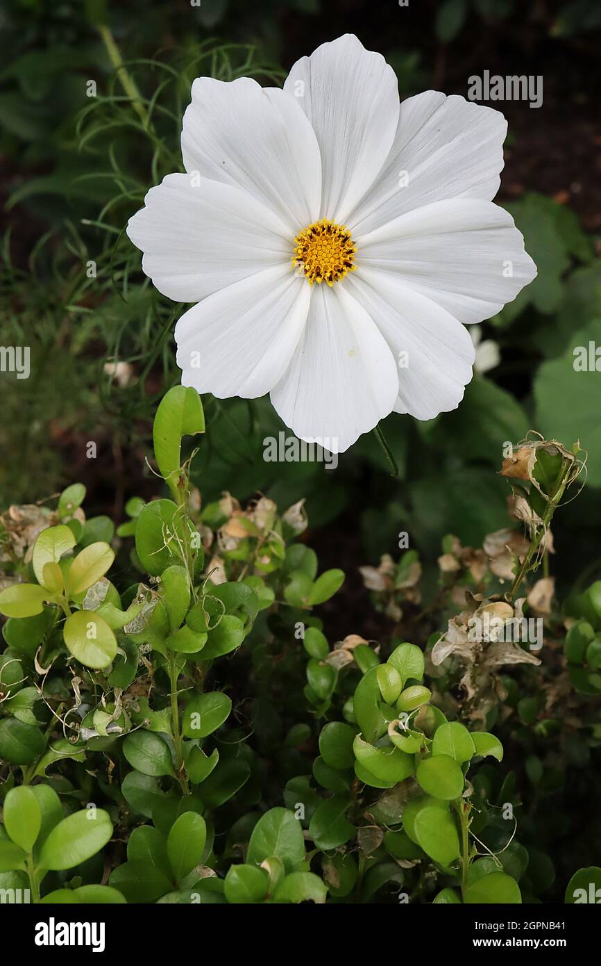 Cosmos bipinnatus ‘Apollo White’ weiße, schalenförmige Blüten und gefiederte Blätter, September, England, Großbritannien Stockfoto