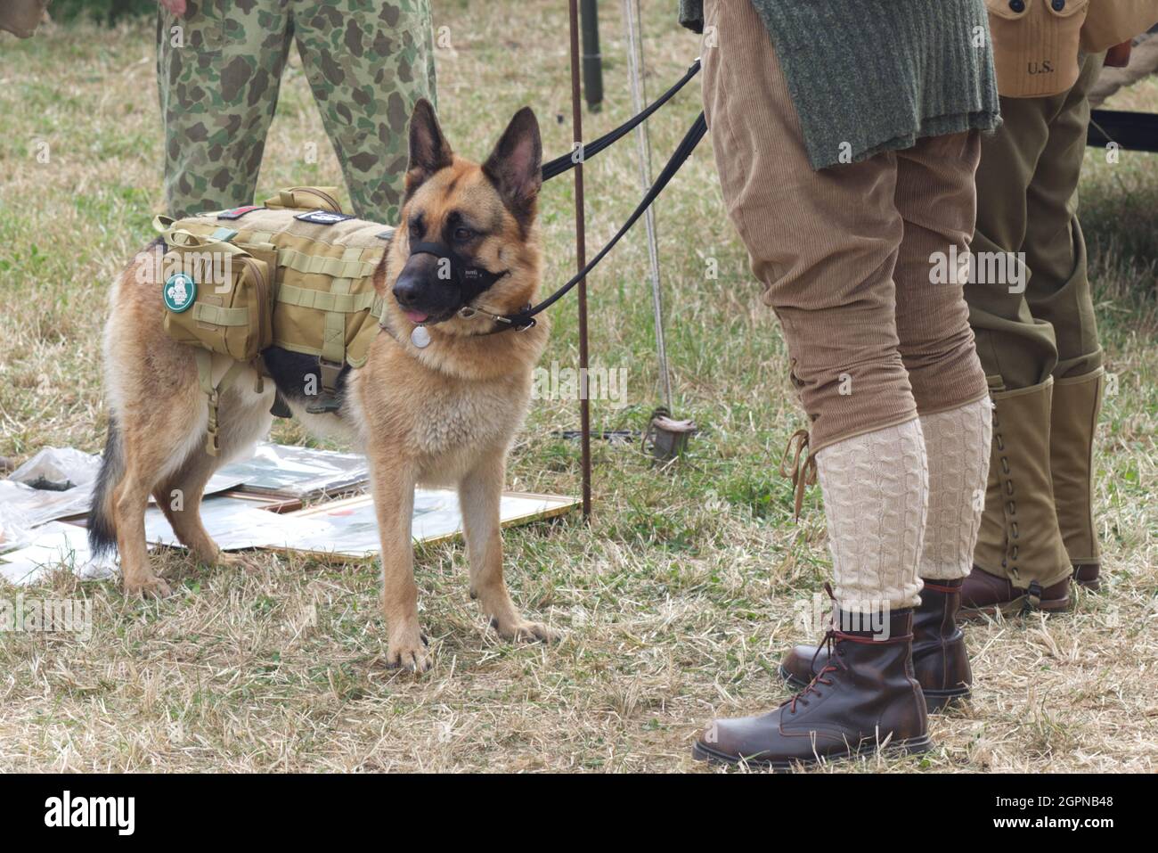 Deutscher Schäferhund mit taktischem Hundegeschirr im Militär Stockfoto