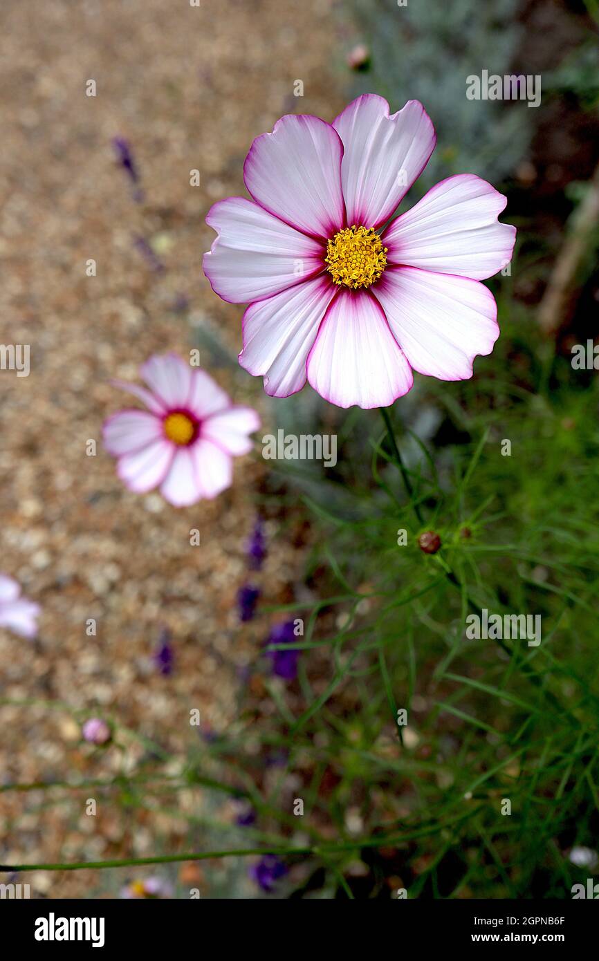 Cosmos bipinnatus ‘Candy Stripe’ weiße, schalenförmige Blüten mit karmesinroten Rändern und fedrigen Blättern, September, England, Großbritannien Stockfoto