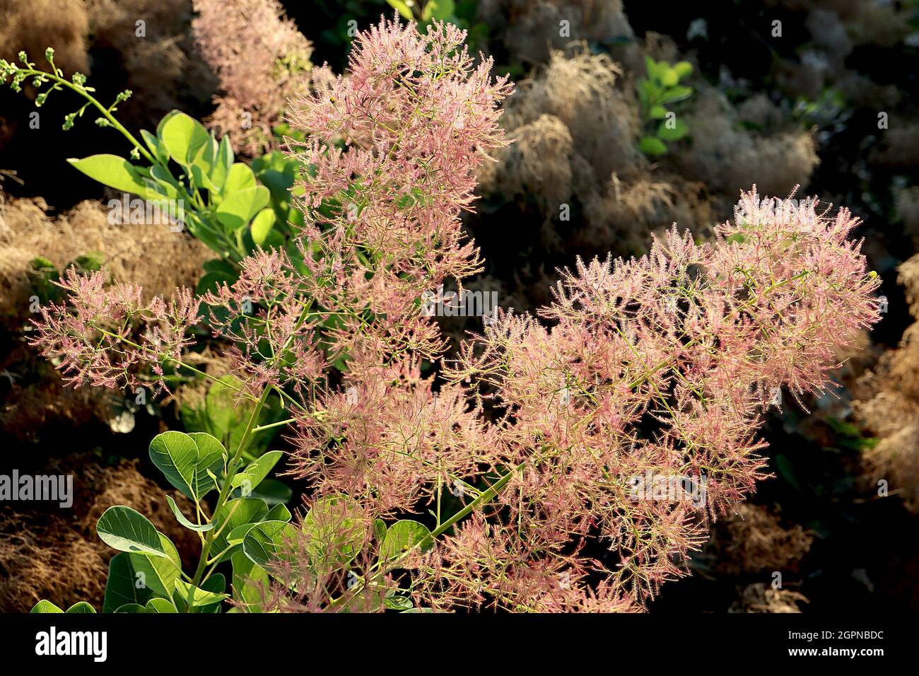 Cotinus coggygria ‘Young Lady’ Zwergrauchbusch Young Lady – hellrosa flauschige Blüten und frische grüne Ovateblätter, September, England, Großbritannien Stockfoto