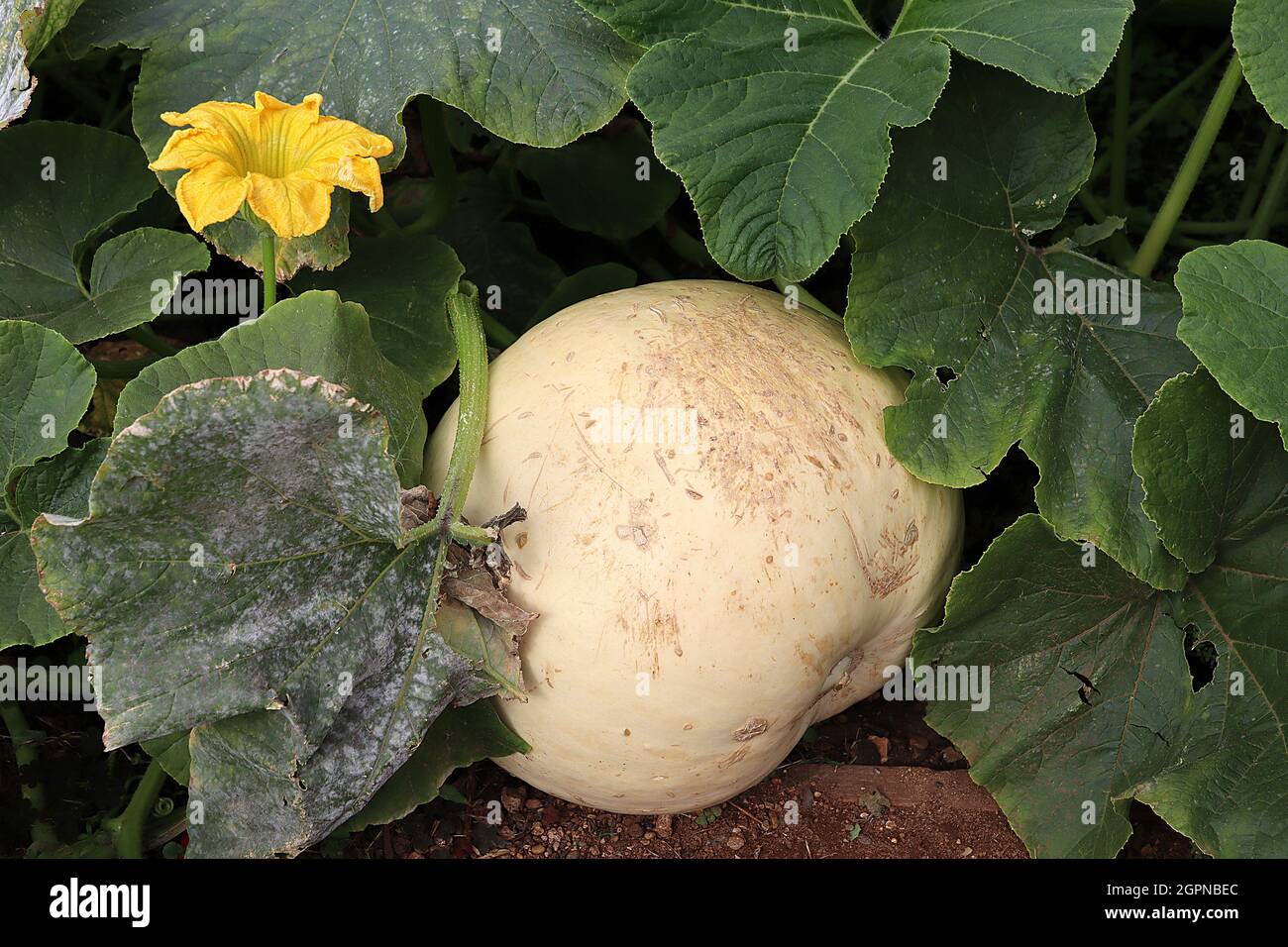 Cucurbita maxima großer Kürbis / Winterkürbis – große gelbe Blüten, große weiße Früchte, große dunkelgrüne Blätter, September, England, Großbritannien Stockfoto