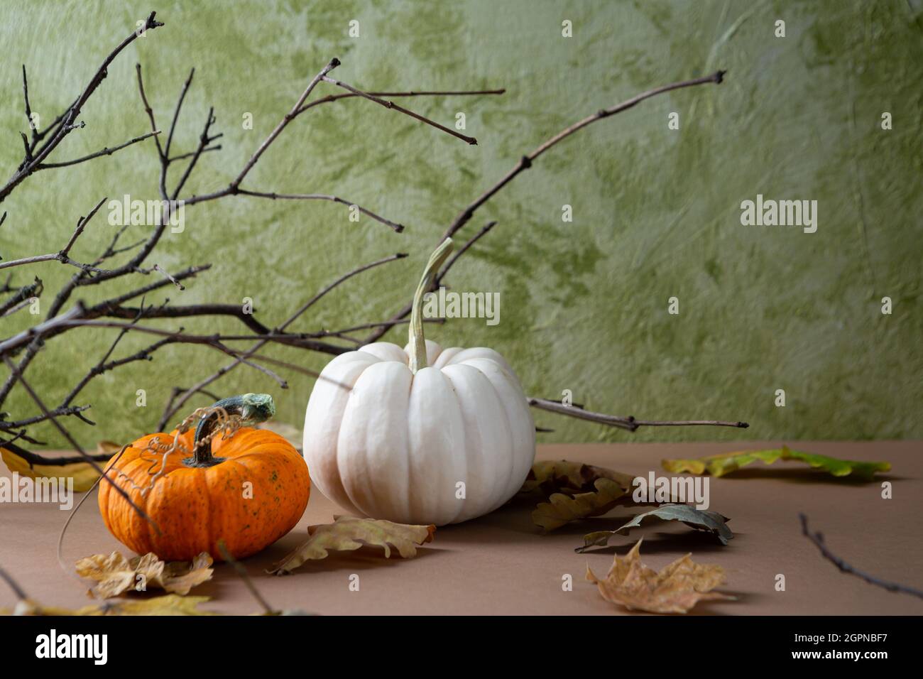 Halloween-Konzept mit weißem und orangefarbenem Kürbis im Herbst Stockfoto