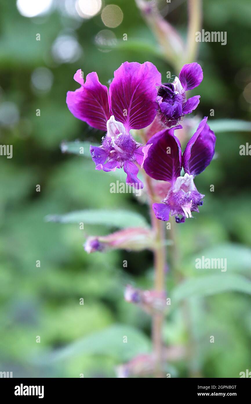 Cupsea lanceolata ‘Purple Passion’ Zigarrenblume Purple Passion - tiefviolette Blüten mit zwei größeren Blütenblättern, schlanken unteren Blütenblättern, September, England Stockfoto