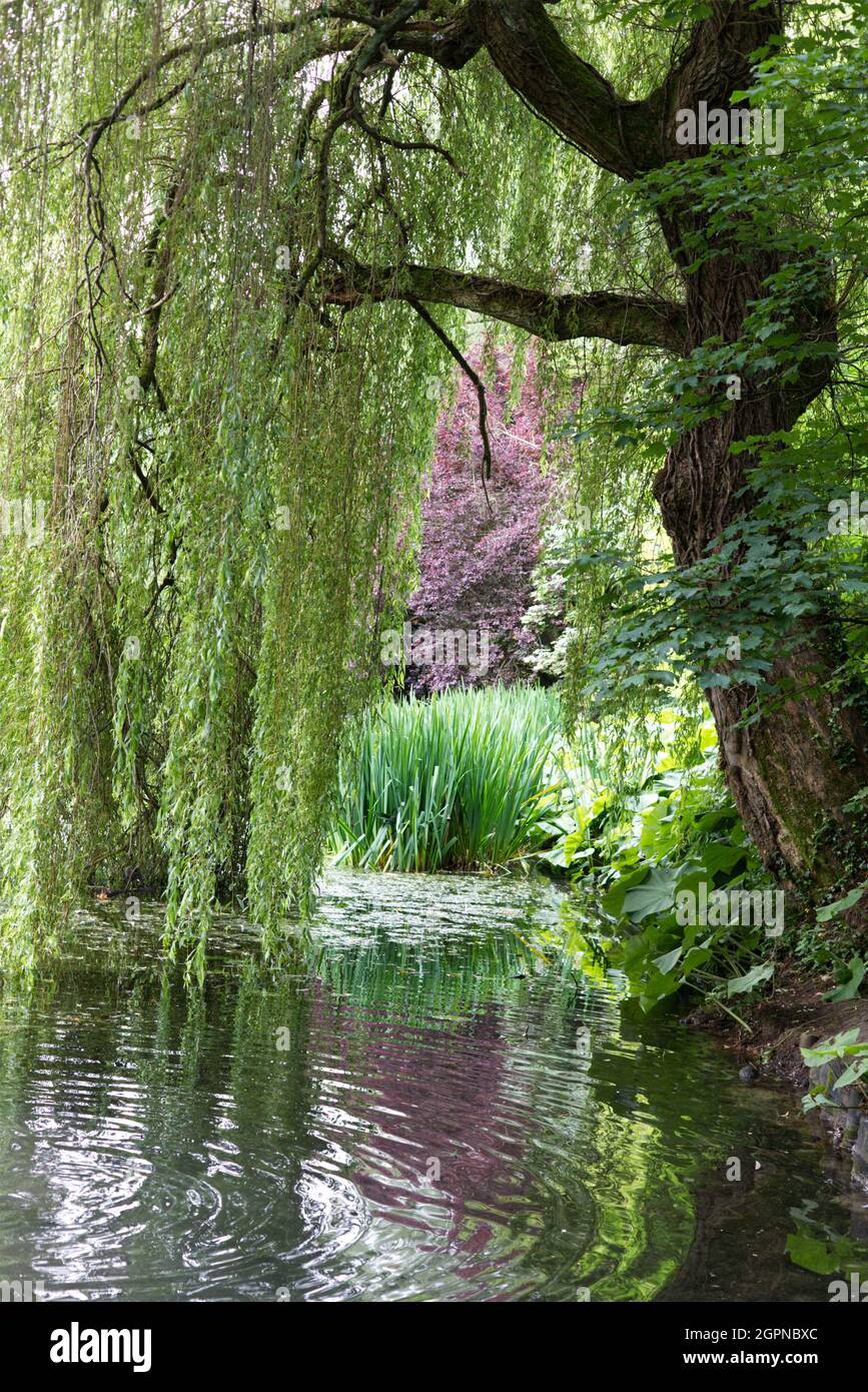 Teich und Wälder Stockfoto