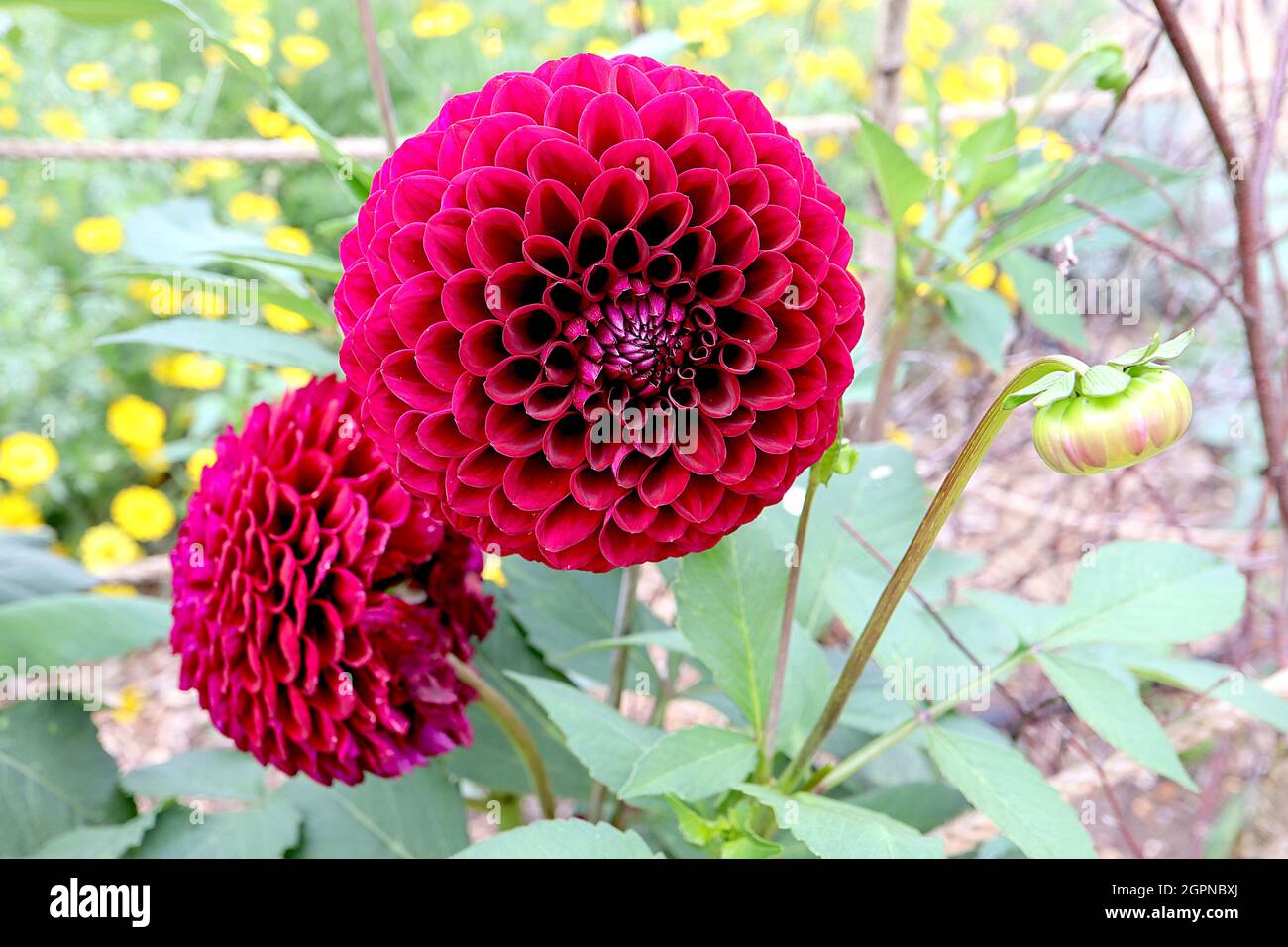 Dahlia ‘Barbarry Drum’ Decorative Dahlia Group 5 purpurrote Blüten mit eingekerbten Blütenblättern in engen Kugelhaufen, September, England, UK Stockfoto