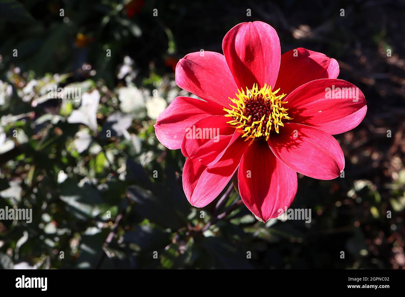 Dahlia ‘Bishop of Canterbury’ Misc class Group 10 halbdoppelte magentafarbene Blüten, dunkles Laub, September, England, Großbritannien Stockfoto