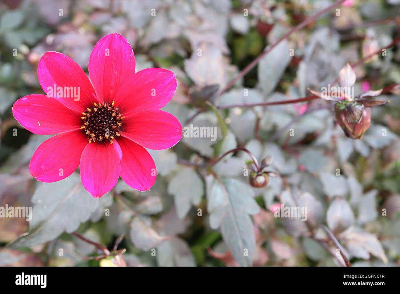 Dahlia ‘Bishop of Canterbury’ Misc class Group 10 halbdoppelte magentafarbene Blüten, dunkles Laub, September, England, Großbritannien Stockfoto