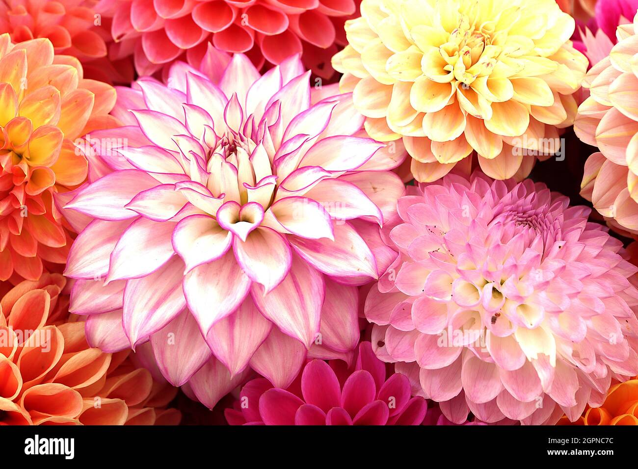 Dahlia ‘Crazy Love’ Decorative Dahlia Group 5 Weiße Blüten mit violettem Flush und umrissenen, purpurfarbenen Rändern, September, England, Großbritannien Stockfoto