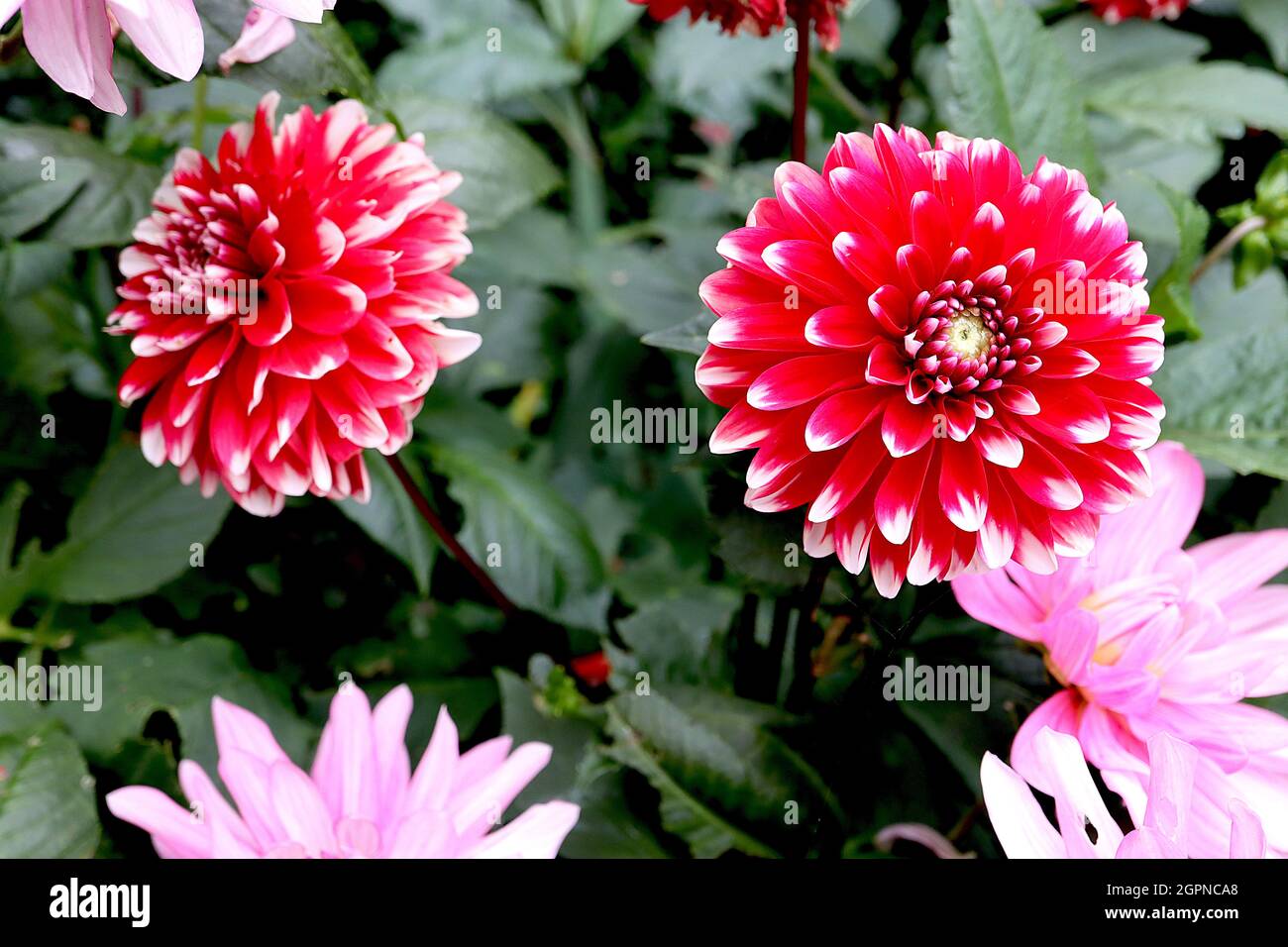 Dahlia ‘Dalaya Dark Red and White’ Decorative Dahlia Group 5 dunkelrote Blüten mit weißen Blütenblattspitzen, September, England, UK Stockfoto