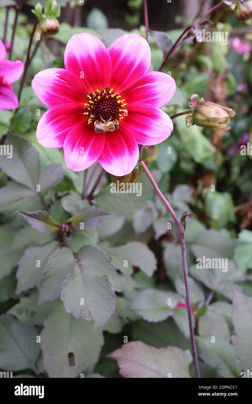 Dahlia ‘Dannevirke’ einblütige Dahlia Gruppe 1 dunkelrosa Blüten mit kastanienbraunen Halos und blassrosa Blütenblättern, September, England, UK Stockfoto