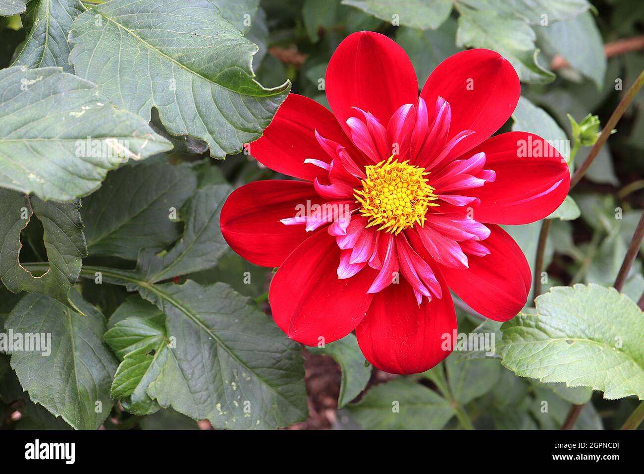 Dahlia ‘Dilys Ayling’ Collerette dahlia Group 3 dunkelrote Einzelblüten mit kurzen, tiefrosa Blütenblättern mit hellrosa Spitzen, September, England, UK Stockfoto