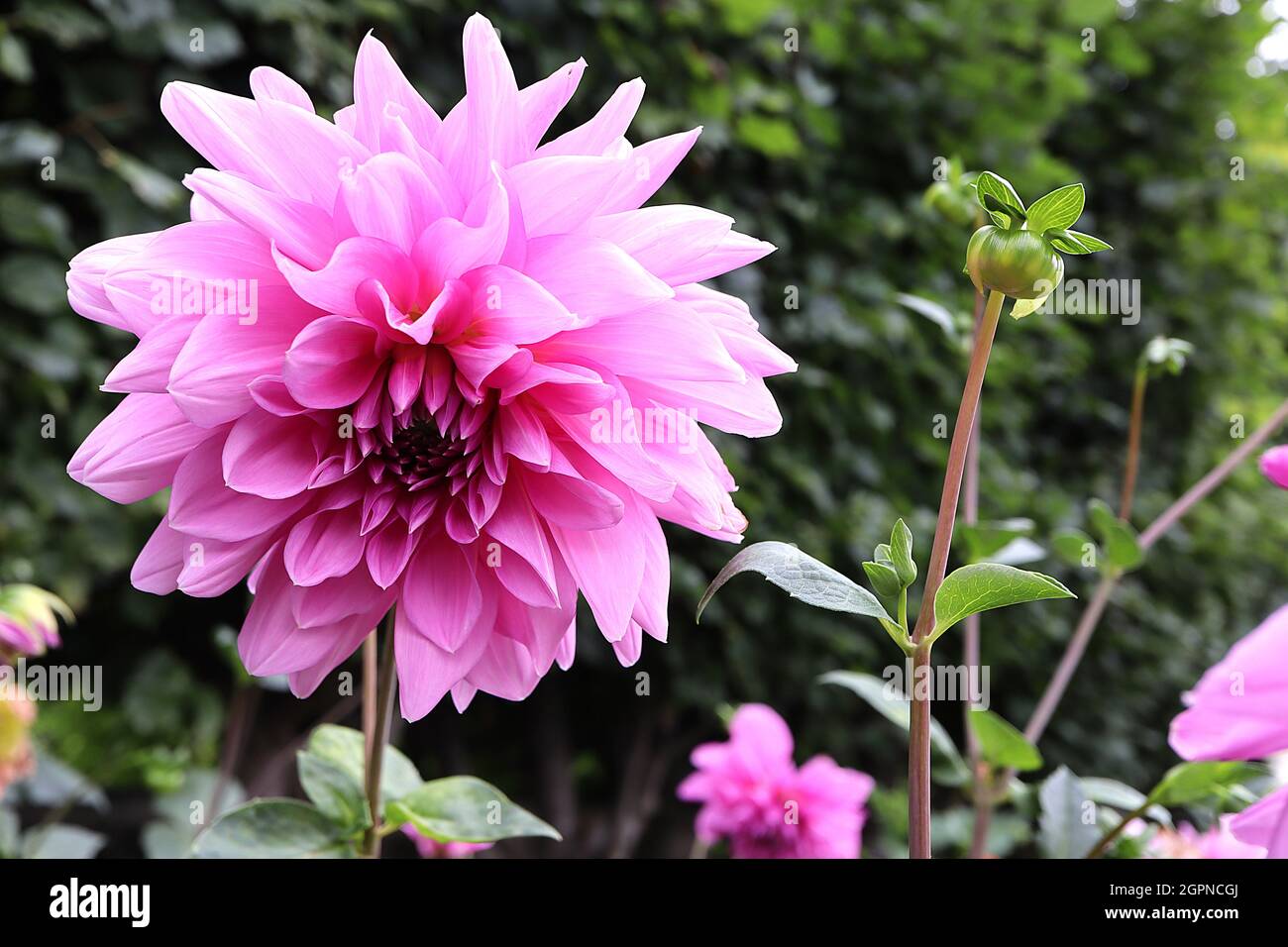 Dahlia ‘Elga’ Semi-Kaktus Dahlia Group 9 tiefrosa Blüten mit Evolvente und Revolte Blütenblätter, September, England, UK Stockfoto