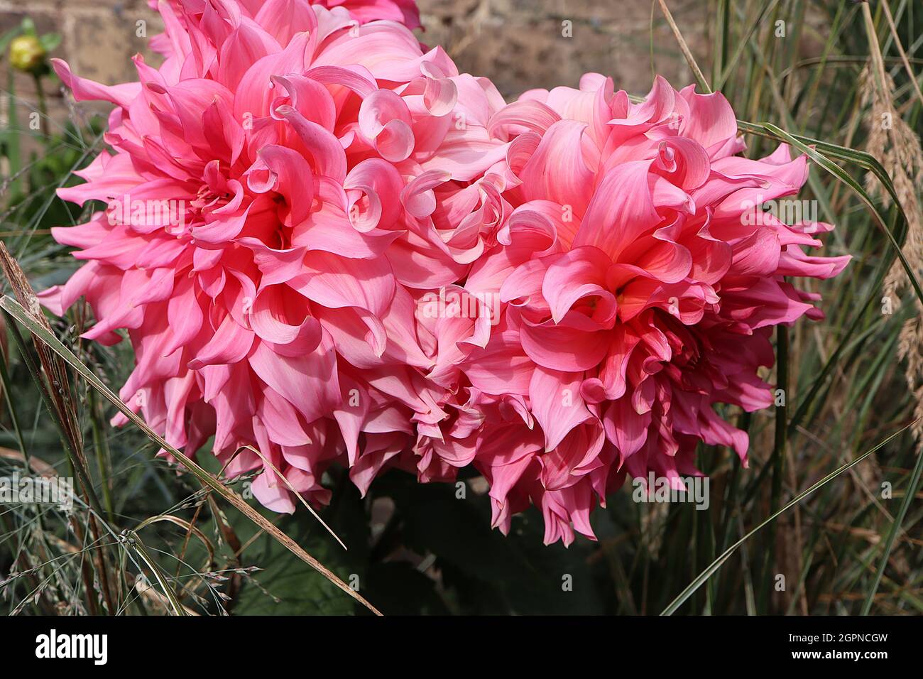 Dahlia ‘Emory Paul’ Decorative Dahlia Group 5 mittelgroße rosa Blüten mit verdrehten Blütenblättern, September, England, Großbritannien Stockfoto