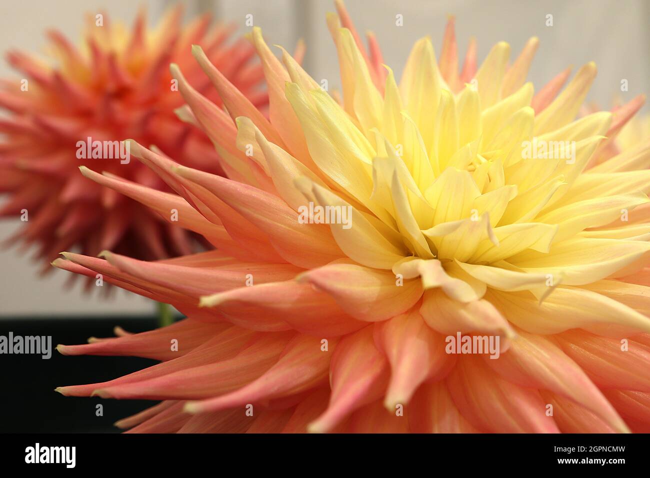 Dahlia ‘Grenadier Pastelle’ Semi-Kaktus Dahlia Group 9 ombre Effect Blüten von blassgelb über blassorange bis zu korallenrosa Blütenblättern, gerollte stachelige Blütenblätter, Stockfoto