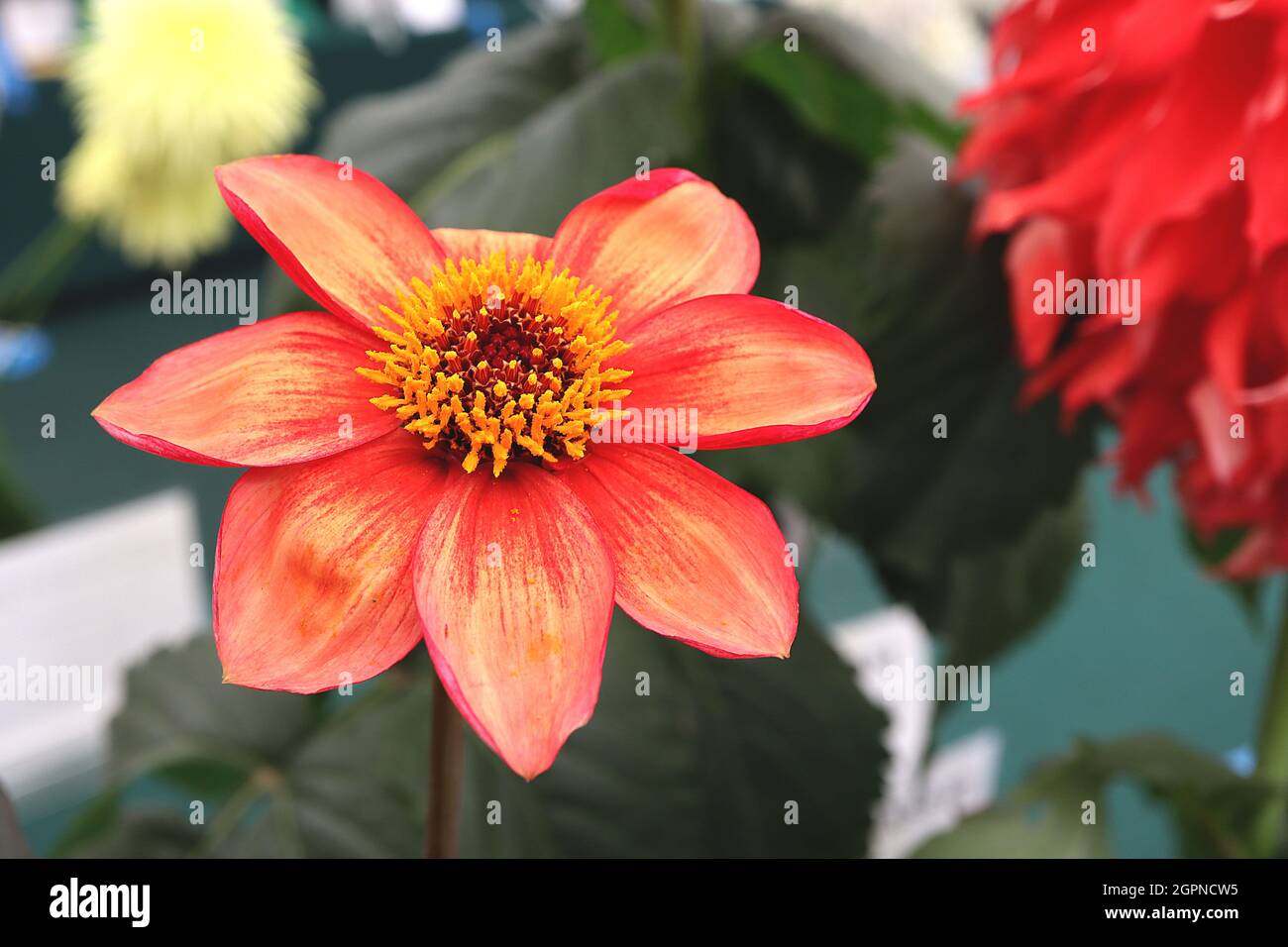 Dahlia ‘Hadrian’s Glowing Embers’ Single-flowered Dahlia Gruppe 1 rote Blüten mit gelber Wäsche, September, England, Großbritannien Stockfoto Dahlia ‘Hadrian’s Glowing Embers’ Single-flowered Dahlia Gruppe 1 rote Blüten mit gelber Wäsche, September, England, Großbritannien Stockfoto
