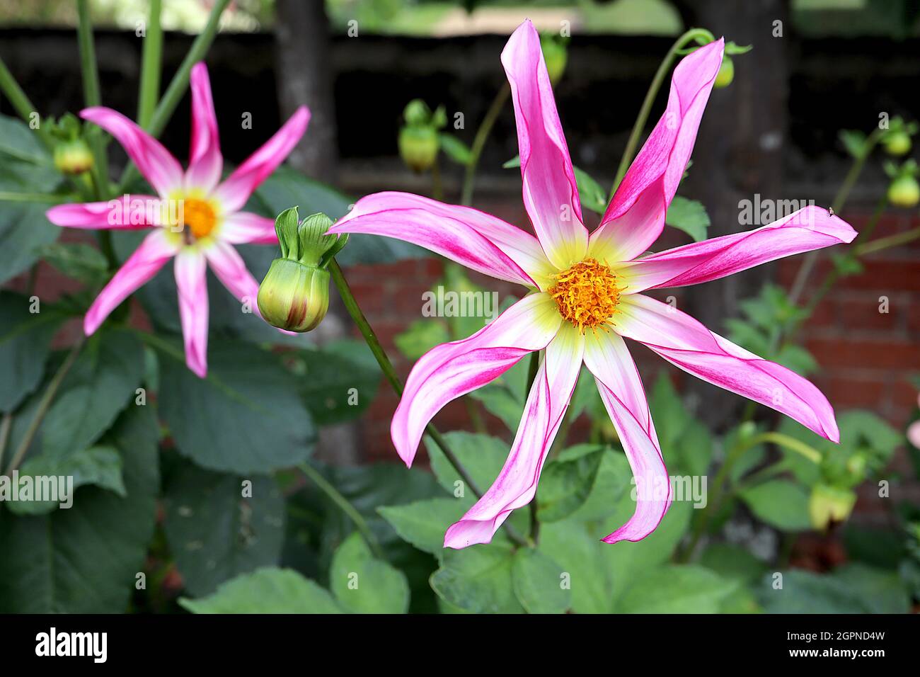 Dahlia ‘Honka Pink’ Star Dahlia Group 12 sternförmige, tiefrosa Blüten mit weißem Zentrum und gelbem Halo, gerollte Blütenblätter, September, England, Großbritannien Stockfoto
