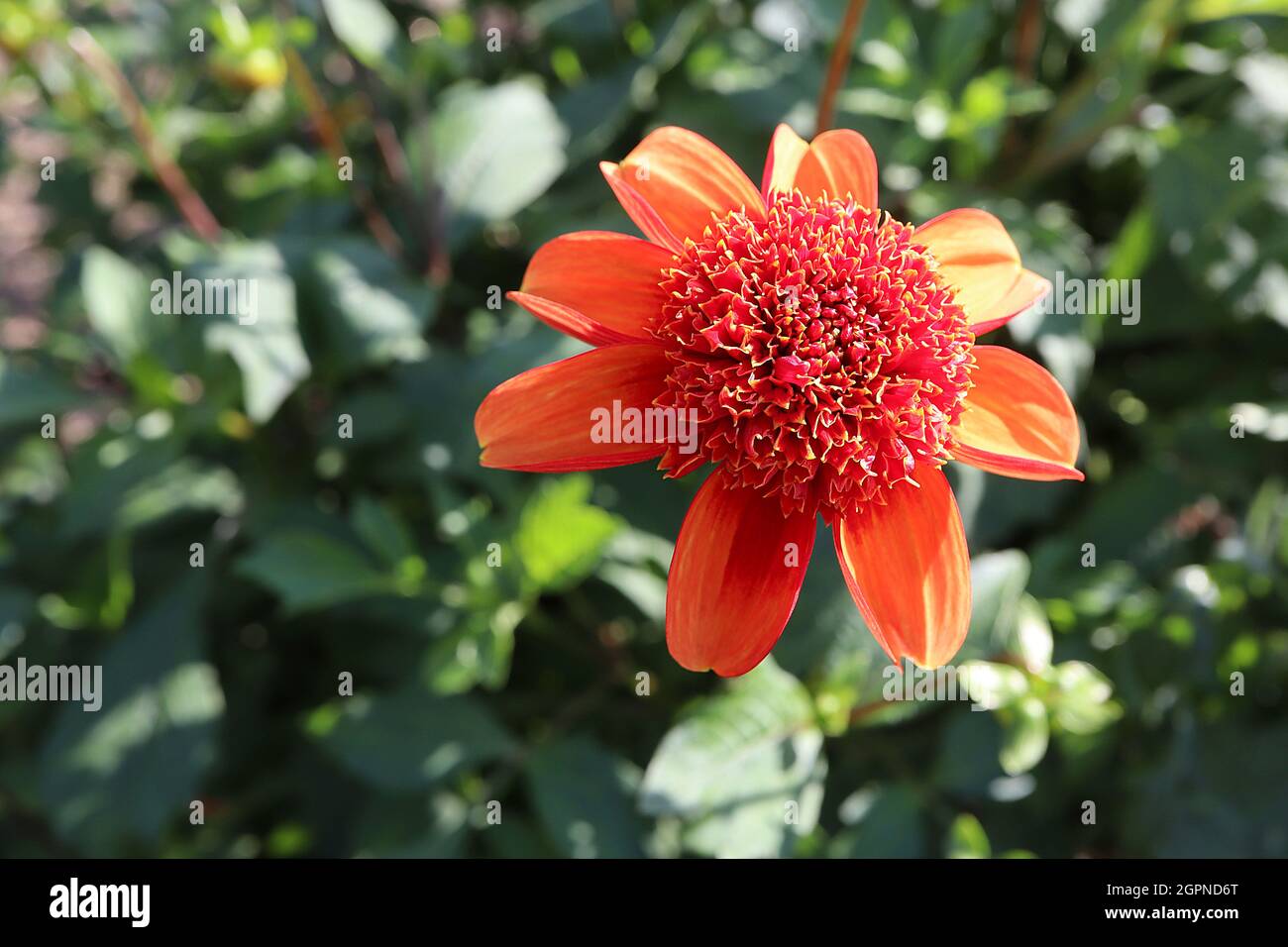 Dahlia ‘Josie’ Anemone-blumed Dahlia Group 2 orange Blüten mit roten Röhrenblüten mit gelbem Rand, September, England, UK Stockfoto