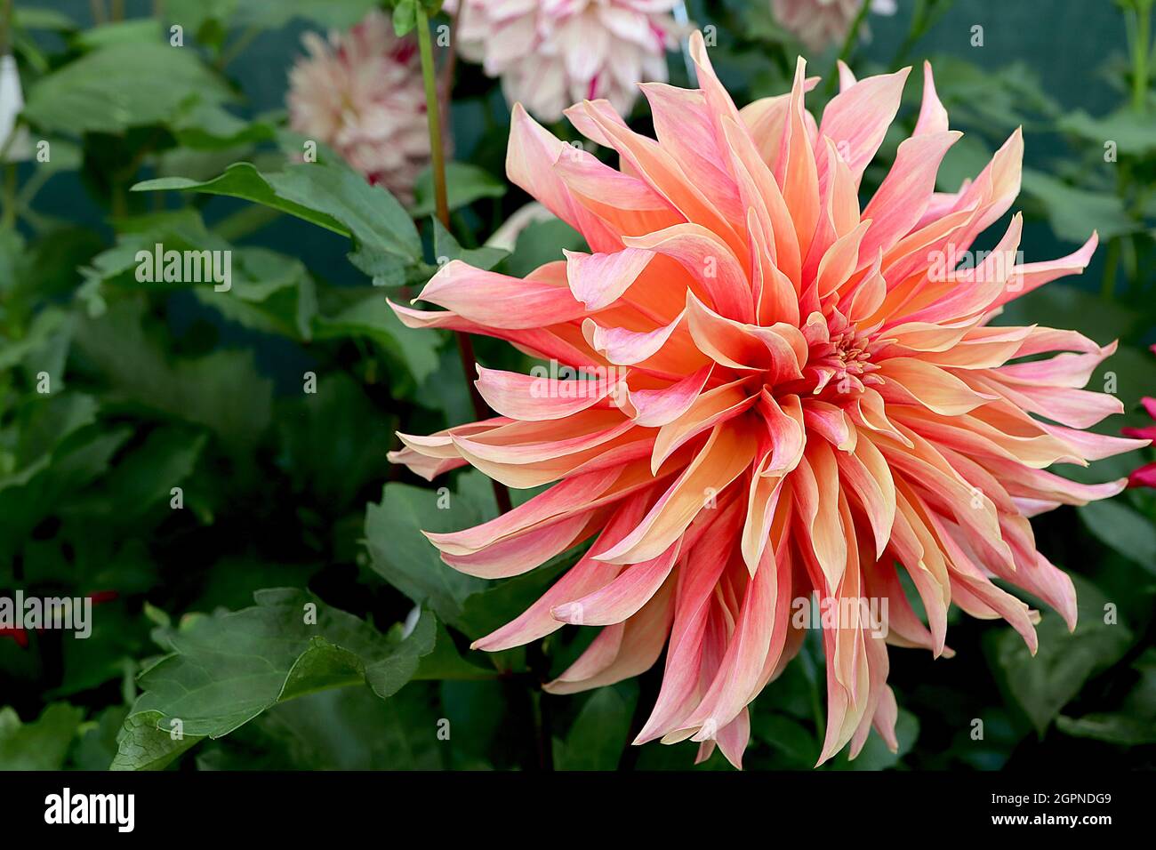 Dahlia ‘Labyrinth’ Decorative Dahlia Group 5 große, hellorange Blüten mit mittelrosa Blütenblättern, ausgestellte, spitze Blütenblätter, September, England, UK Stockfoto