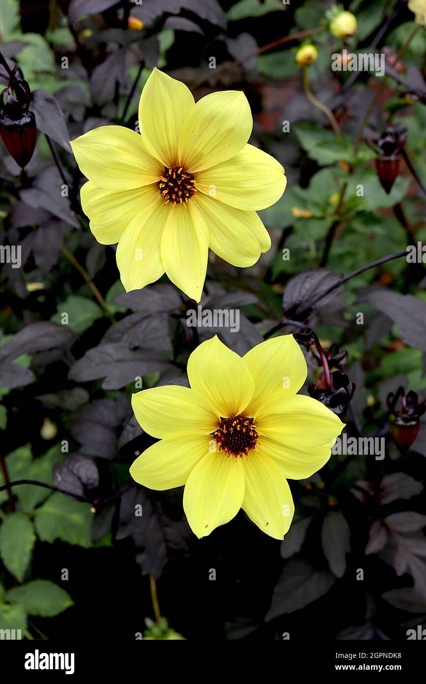 Dahlia ‘Mystic Illusion’ Single-flowered Dahlia Gruppe 1 zitronengelbe Blüten mit violett-schwarzem Laub, September, England, UK Stockfoto