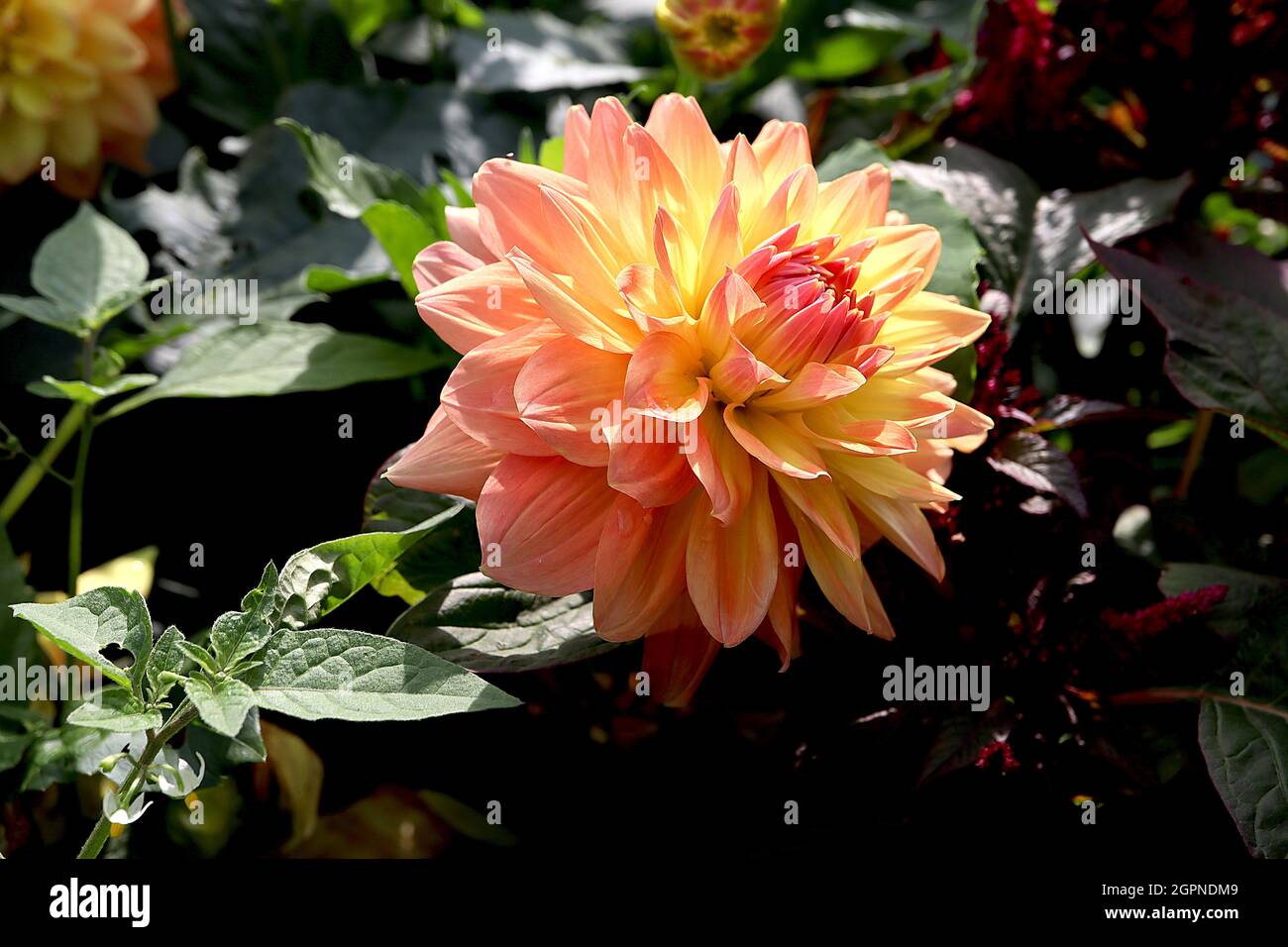 Dahlia ‘Nicholy’ Waterlily Dahlia Group 4 hellrosa Blüten mit gelbem Zentrum, September, England, UK Stockfoto